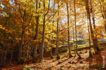 Осенью в лесу в горах